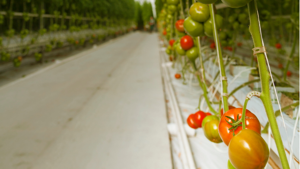 Programa de aceleração tecnológica para a cadeia de alimentos terá Scicrop como parceira