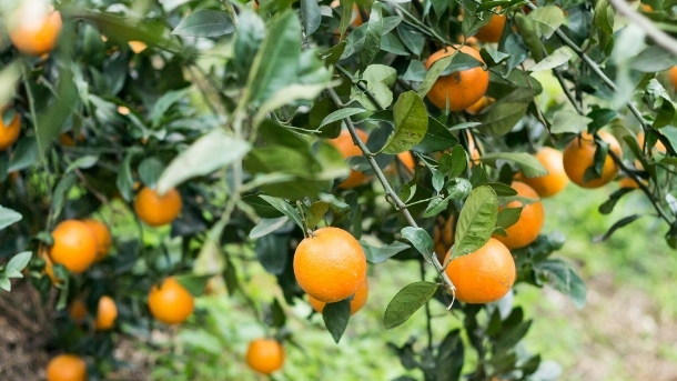 Um dos maiores grupos produtores de citrus do país otimizou o controle climático no plantio com Pluvio, plataforma de Weather Analytics da SciCrop.