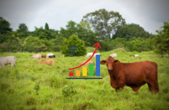 Pecuária digital: 3 aplicações de analytics na criação de gado
