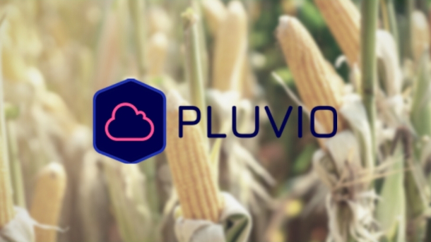 Pluvio: monitoramento climático em fazendas de milho para multinacional produtora de sementes