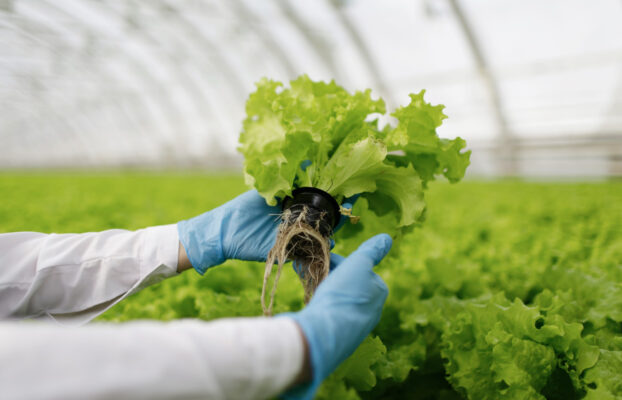 Explorando as Possibilidades da Agricultura Hidropônica