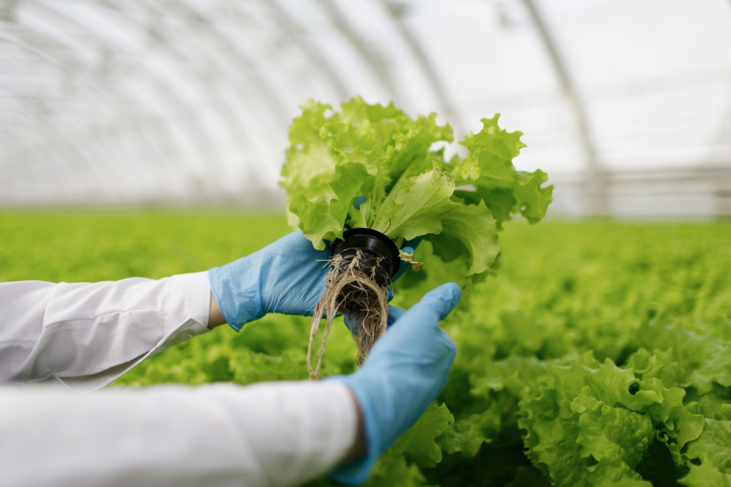 Explorando as Possibilidades da Agricultura Hidropônica