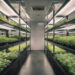 O Potencial da Agricultura Vertical na Alimentação do Futuro