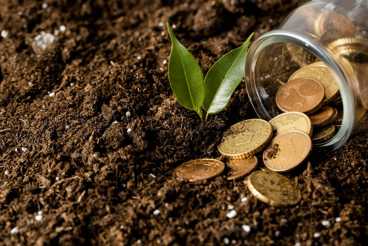 Crédito Rural: O que é e Como Beneficia Seu Negócio